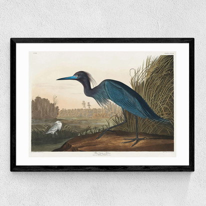 Blue Crane by John James Audubon [frame width 15mm]