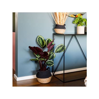 The Little Botanical Calathea Belly Basket Plant Multi