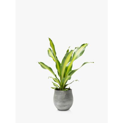 The Little Botanical Dracaena Big Grey Pot Multi Multi