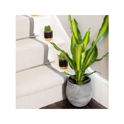 The Little Botanical Dracaena Big Grey Pot Multi Multi