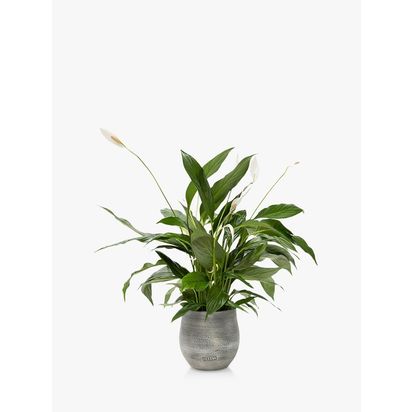 The Little Botanical Peace Lily Big Grey Pot Multi Multi