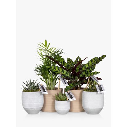 The Little Botanical New Home Plant Bundle Multi Multi
