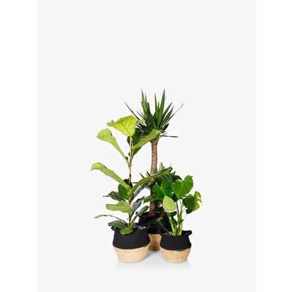 The Little Botanical Large Plants Big Spaces Gang Multi Multi