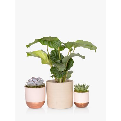 The Little Botanical Calathea & Succulent Plants Multi | H35 x W25 x D35cm