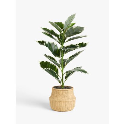 John Lewis Artificial Varigated Fig in Basket Multi | H50.8 x W81.3 x D50.8cm