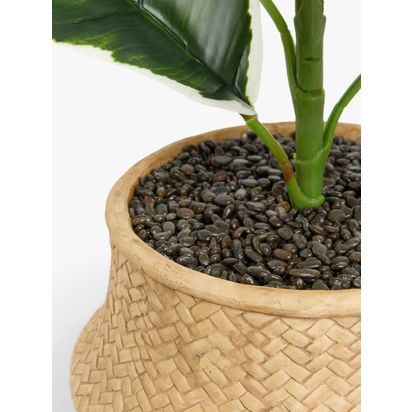 John Lewis Artificial Varigated Fig in Basket Multi | H50.8 x W81.3 x D50.8cm