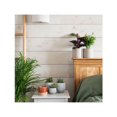 The Little Botanical New Home Plant Bundle Multi Multi