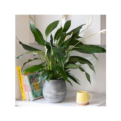 The Little Botanical Peace Lily Big Grey Pot Multi Multi