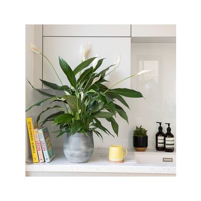 The Little Botanical Peace Lily Big Grey Pot Multi Multi