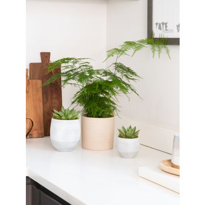 The Little Botanical Fern & Succulent Plants Multi | H35 x W25 x D35cm
