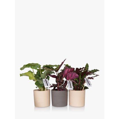 The Little Botanical Calathea Plant Trio Multi | H35 x W25 x D75cm