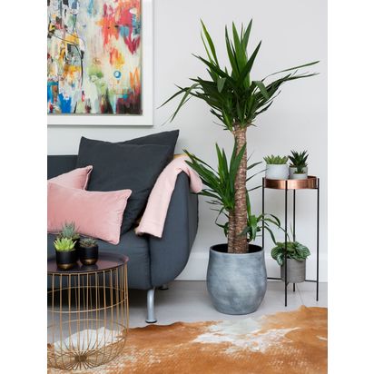 The Little Botanical Extra Large Yucca Ceramic Pot Plant Multi | H130-150 x W40 x D40 cm
