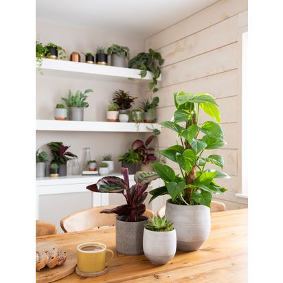 The Little Botanical Jungle Plant Gang Multi