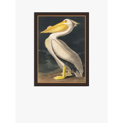 John Lewis John James Audubon 'American White Pelican' Framed Print, 77 x 57cm, White White | H77 x W57 x D3cm