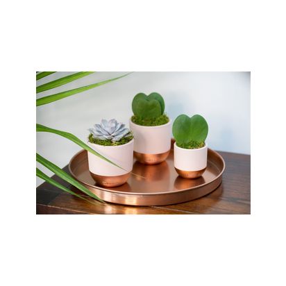 The Little Botanical Love Heart Succulent Plants Multi | H15 x W10 x D35cm