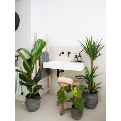 The Little Botanical Big Spaces Plant Gang Multi | Monstera: up to 40cm, L Fiddle Leaf Fig: 100cm-120cm, XL Yucca: 110cm-130cm