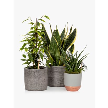 The Little Botanical Purifying Plant Bundle Multi