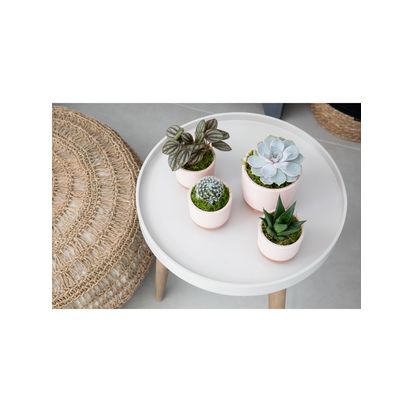 The Little Botanical Pretty Pink Plant Gang Multi | H8-15 cm