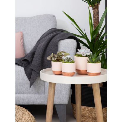 The Little Botanical Pretty Pink Plant Gang Multi | H8-15 cm