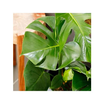The Little Botanical Monstera Big Belly Basket Multi Multi