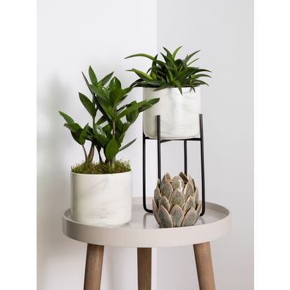 The Little Botanical Marble Plant Gang Multi | H37 x W13.5cm