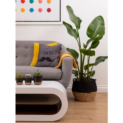 The Little Botanical Extra Large Strelitzia Plant & Basket Multi | H80-120 x W70 cm