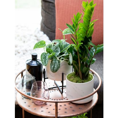 The Little Botanical Pothos & Zamio Marble Planters Multi | H45 x W30cm