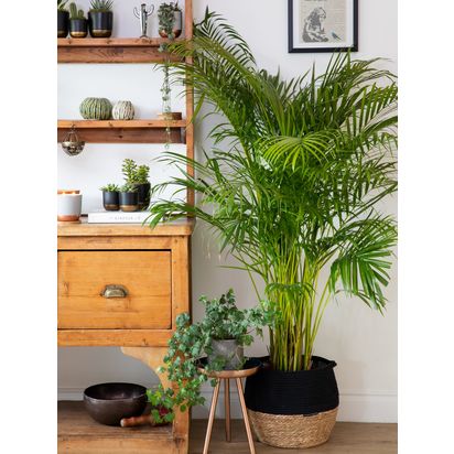 The Little Botanical Extra Large Areca Palm Plant & Basket Multi | H110-130 x W70 cm