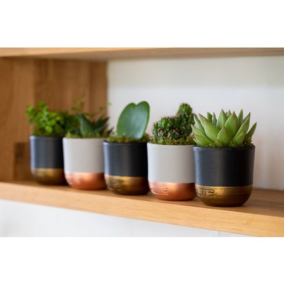 The Little Botanical Plant Shelfie Set Multi | H25 x W35cm