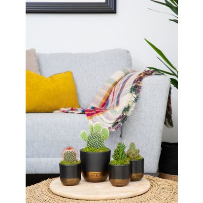 The Little Botanical Cactus Plant Family Multi | Medium: H15-20cm, Mini: H8-12cm