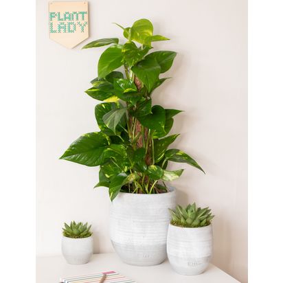 The Little Botanical Scindapsus Ceramic Multi
