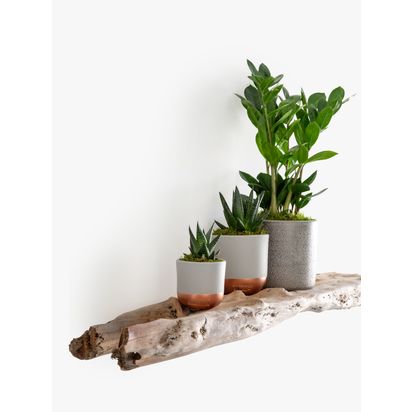 The Little Botanical Beginners Plant Gang Multi