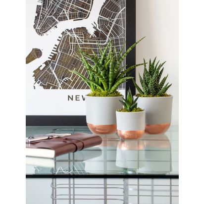 The Little Botanical Desk Buddy Plant Gang Multi | H25 x W18cm