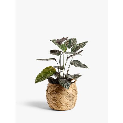 John Lewis Patterned Weave Water Hyacinth Planter Natural | H27 x Dia.33cm widest  H34 x Dia.25cm top and bottom