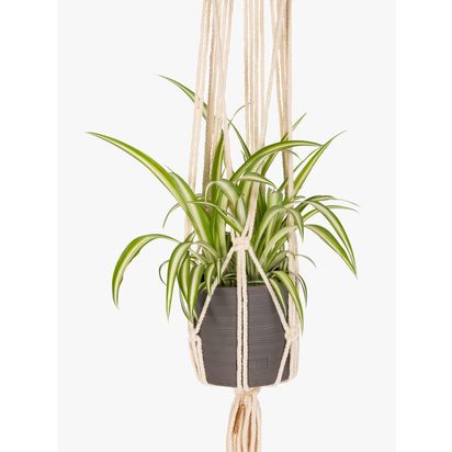 The Little Botanical Macrame & Trailing Plant Set Multi | H40 x W24 x D24cm