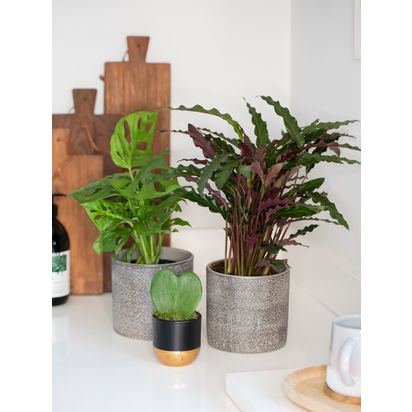 The Little Botanical Gift of Green Plants Multi | H40 x W45cm