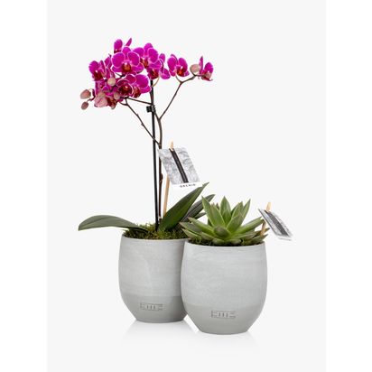 The Little Botanical Orchid & Succulent Duo Multi