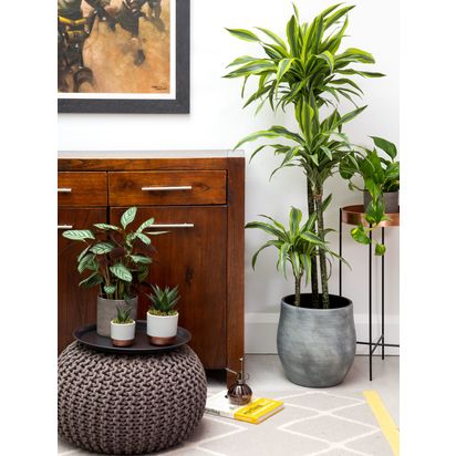 The Little Botanical Extra Large Lemon Dracaena Ceramic Pot Plant Multi | H135-150 x W40 x D40 cm