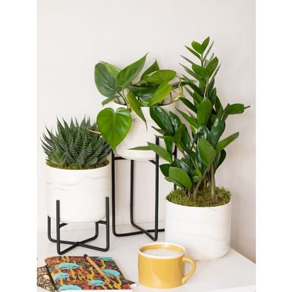 The Little Botanical Marble Planter Family Multi | H35 x W15 x D45cm