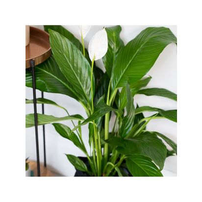 The Little Botanical Peace Lily Belly Basket Multi Multi