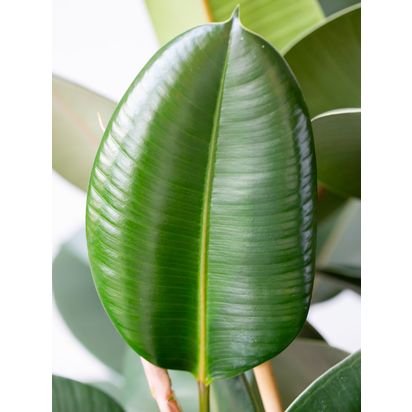 The Little Botanical Extra Large Ficus Elastica Plant & Basket Multi | H80-100 x W80 cm
