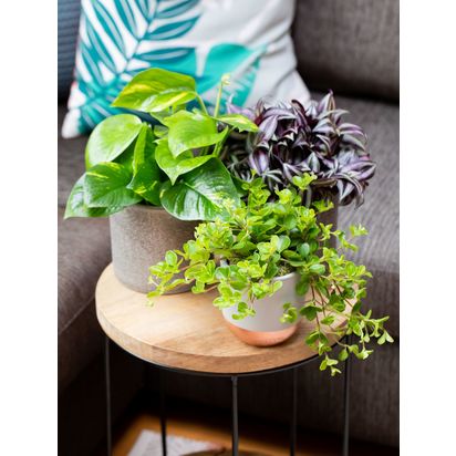 The Little Botanical Trailing Plant Set Multi | H40 x W45cm