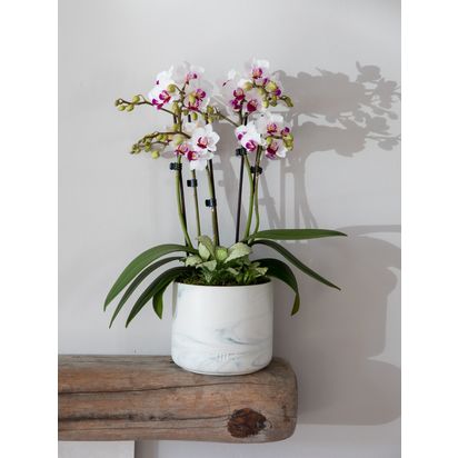 The Little Botanical Marble Orchid & Greenery Planter Multi | H45-55 cm
