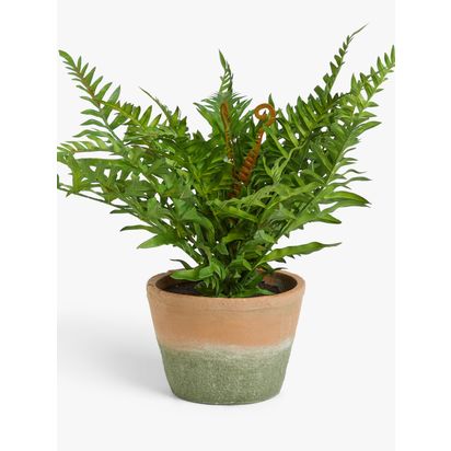 John Lewis Artificial Fern Bush in Terracotta Pot Multi Multi | H50.8 x W35.6 x D50.8cm