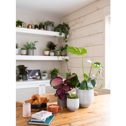 The Little Botanical Green Plant Gang Multi