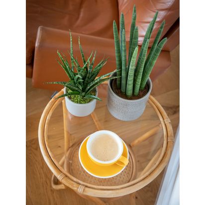 The Little Botanical Sansevieria Duo Plant Set Multi