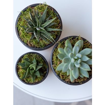 The Little Botanical Succulent Plant Gang Multi