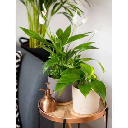 The Little Botanical Houseplant & Coaster Set Multi | H40 x W15 x D15cm