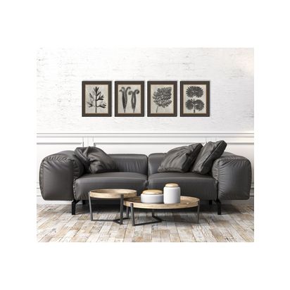 John Lewis Karl Blossfeldt 'Botanicals' Framed Prints, Set of 4, 37 x 31cm, Grey Grey | H37 x W31 x D2.5cm