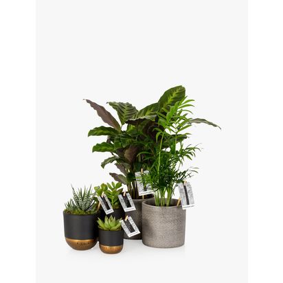 The Little Botanical New Home Plant Bundle Multi